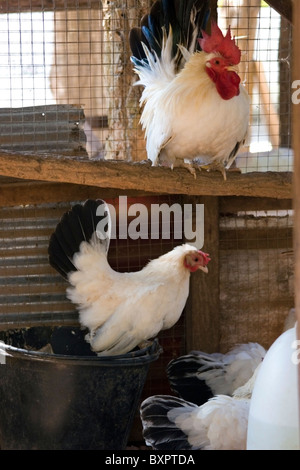 Les poulets domestiques sont confinés dans un bois et sur un coup de fil à Mae Sariang agricoles rurales, en Thaïlande. Banque D'Images