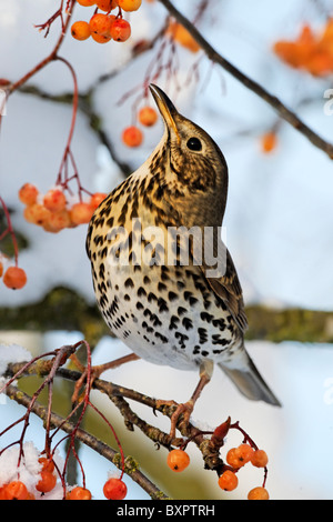 Grive musicienne, Turdus philomelos, seul oiseau sur rowan berries, West Midlands, Décembre 2010 Banque D'Images