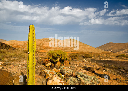 Cactus dans Fuerteventura, Îles Canaries Banque D'Images