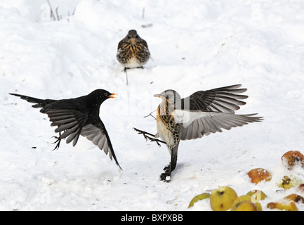 F, Turdus Fieldfare, combats avec des épaulettes sur les pommes dans la neige, West Midlands, Décembre 2010 Banque D'Images