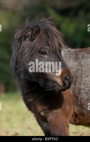 Un curieux Welsh Mountain Pony Banque D'Images