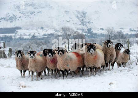 Swaledale Ram avec des moutons dans les champs couverts de neige. , Cumbria (Royaume-Uni) Banque D'Images