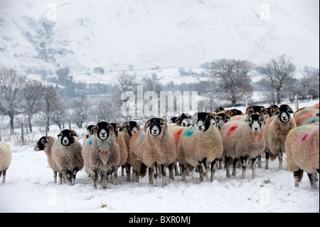 Swaledale Ram avec des moutons dans les champs couverts de neige. , Cumbria (Royaume-Uni) Banque D'Images