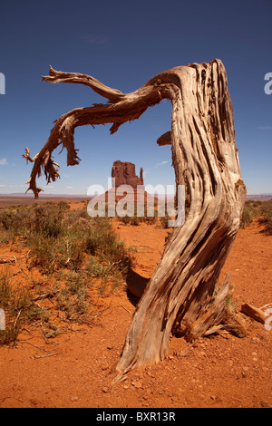 West Mitten Butte gauche dans Monument Valley Navajo Tribal Park sur la frontière dans l'Utah Arizona USA encadrée par un arbre mort altérée Banque D'Images