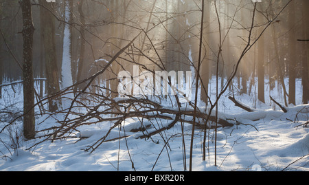 Des faisceaux de lumière sur le bois mort couché sur fond de forêt enneigée Banque D'Images