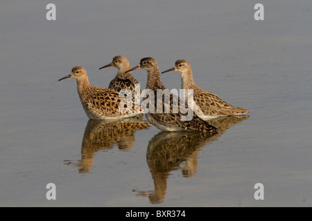 Le Combattant varié (Philomachus pugnax) quatre oiseaux en plumage nuptial aucun Banque D'Images