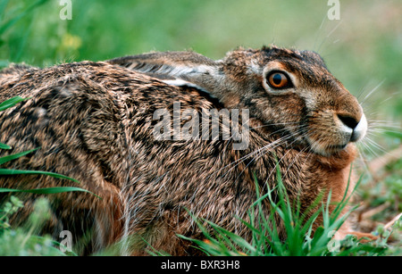 Close-up of European / Lièvre Brun (Lepus europaeus) dans la zone Banque D'Images