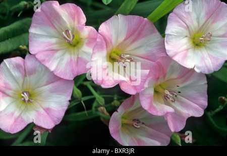 Liseron des champs de la mer / Plage morning glory (Calystegia soldanella) en fleurs Banque D'Images