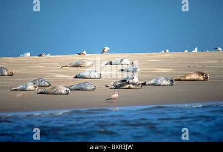 Le phoque commun (Phoca vitulina) reposant dans une colonie de phoques sur banc Banque D'Images
