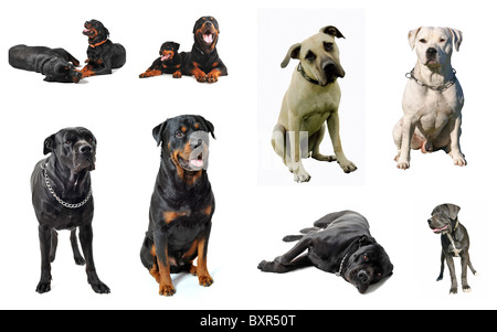 Image composite avec des chiens de protection de race dans un fond blanc Banque D'Images