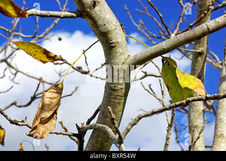 Arbre sans leves, à l'automne. Banque D'Images