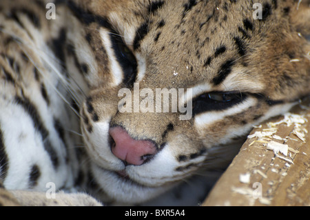 L'ocelot femelle (close-up) Banque D'Images