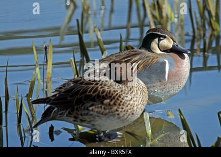 Baikal Teal (Anas formosa) aka Bimaculate ou canard Canard Squawk Banque D'Images