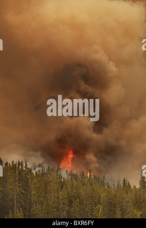 Les flammes et la fumée s'élever au-dessus de feu de forêt, parc national de Banff, Alberta Canada Banque D'Images