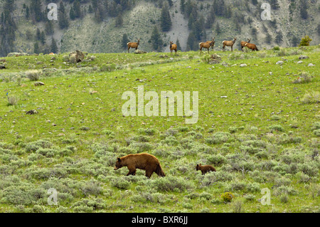 L'ours noir de couleur cannelle Mère et son petit troupeau de wapitis en passant devant. Banque D'Images