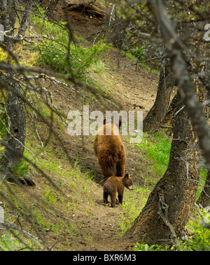 L'ours noir de couleur cannelle mère marcher sentier forestier avec son petit. Banque D'Images