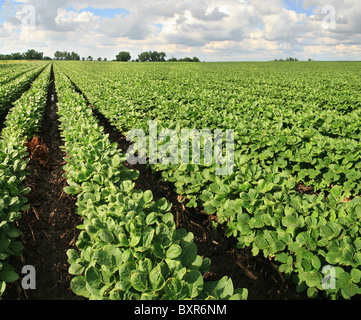 Ferme avec champ de soya avec des rangées de plants de soja Banque D'Images