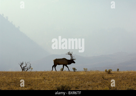 Un beau mâle silhouette sur une toile de Smoky Mountain dans le Parc National de Yellowstone. Banque D'Images