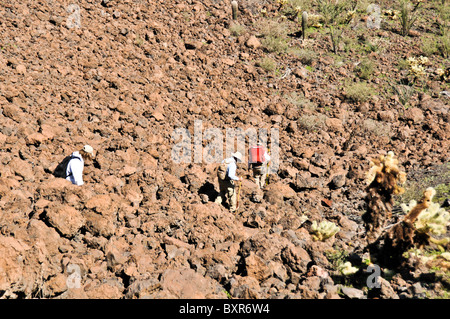 Les randonneurs traversant des champs de lave robuste sur le côté du cône de cendres Tecolote, Réserve de la biosphère El Pinacate, Sonora, Mexique Banque D'Images