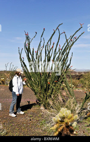 Femme avec la plante en fleur, Réserve de la biosphère El Pinacate, Sonora, Mexique Banque D'Images