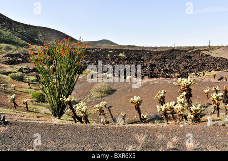 La plante en fleurs avec écoulement de lave en arrière-plan, la Réserve de biosphère El Pinacate, Sonora, Mexique Banque D'Images