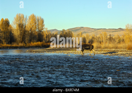 Bull Moose crossing les Gros-ventres River dans le Grand Teton National Park au coucher du soleil. Banque D'Images