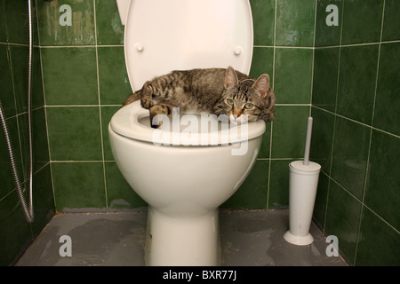 Chat tabby adultes recroquevillé sur le siège de toilette blanc avec fond carrelage vert Banque D'Images