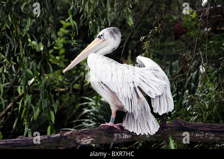 Un pélican perché sur une branche d'arbre dans un environnement zoo Banque D'Images