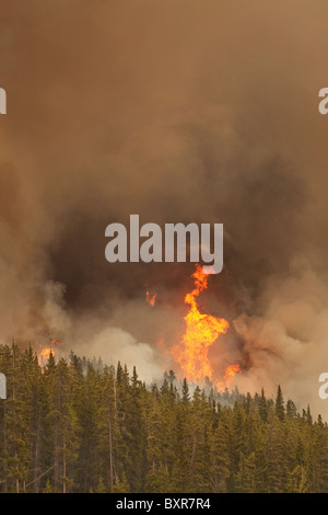 Au-dessus de flammes de feu de forêt, parc national de Banff, Alberta Canada Banque D'Images