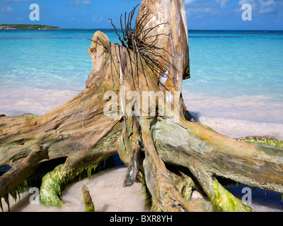 Vieille souche d'arbre sur Grand Pineapple Beach Antigua Antilles Banque D'Images