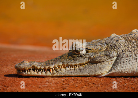 Couchages Alligator sur le rocher. Le parc national des Everglades, Miami - Florida Banque D'Images