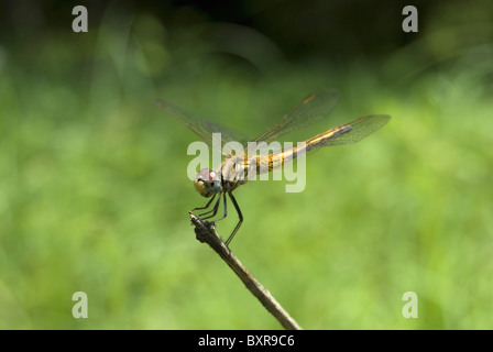 Crimson marsh glider (Trithemis aurora) Pune. Banque D'Images