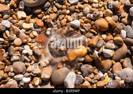 Une méduse sur une plage britannique Banque D'Images