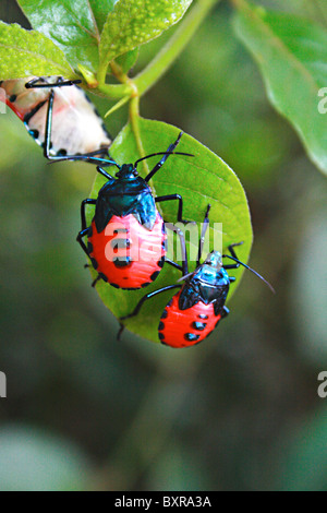 Bug à face homme Banque D'Images