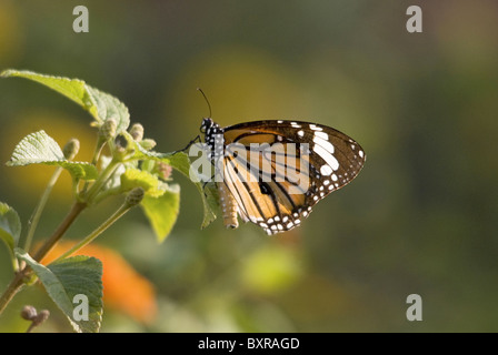 Papillon Monarque Danaus plexippus (sous-famille des Danainae papillon Asclépiade), de la famille des Riodinidae. Gros plan sur lantana Banque D'Images