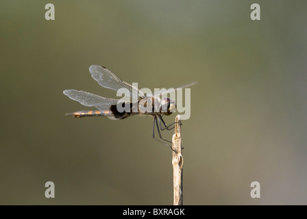 Dard à ailes jaunes, nom scientifique de l'espèce : Sympetrum flaveolum Banque D'Images