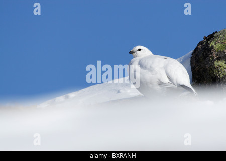 Femme Lagoups rock ptarmigan (muta) en plumage d'hiver Banque D'Images