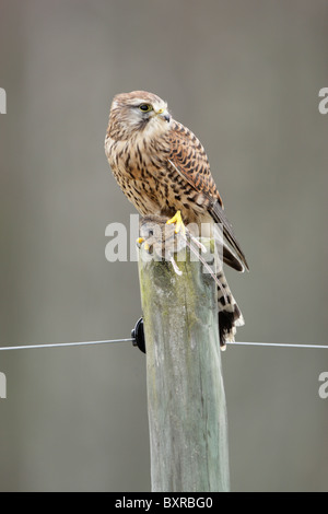 Les femelles de la crécerelle (Falco tinnunculus) perché sur un piquet avec une souris Banque D'Images