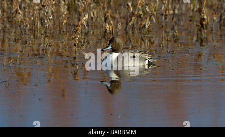 Le pilet Bosque del Apache au Wildlife Refuge, Nouveau Mexique. Banque D'Images