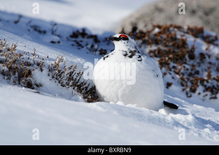 Homme Lapogus rock ptarmigan (muta) montrant plumage d'hiver sur une colline couverte de neige Banque D'Images