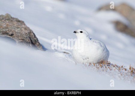 Femme Lapogus rock ptarmigan (muta) montrant le plumage d'hiver assis sur une colline couverte de neige avec spindrift soufflant autour de Banque D'Images