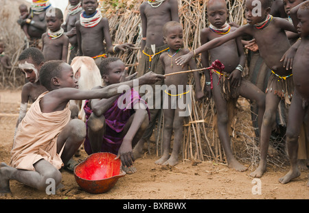 Les Nyangatom (Bumi) garçons partageant une calebasse de sang de vache, la vallée de la rivière Omo, en Ethiopie du sud Banque D'Images