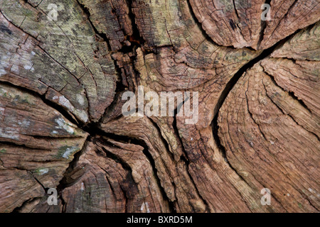 De près de l'extrémité d'un tronc d'arbre tombé et couper le grain montrant Banque D'Images