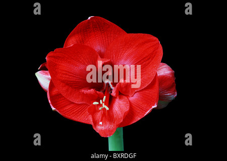 Grande fleur amaryllis rouge sur fond noir Banque D'Images