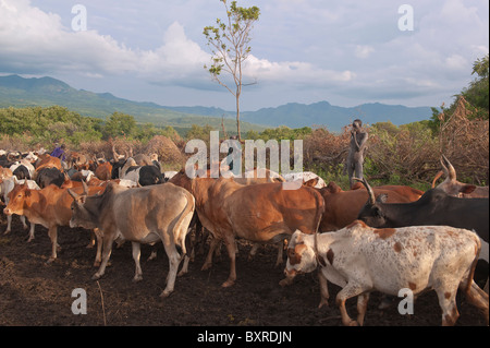 Herder Surma avec bétail près de Tulgit, vallée de la rivière Omo, en Ethiopie du sud Banque D'Images