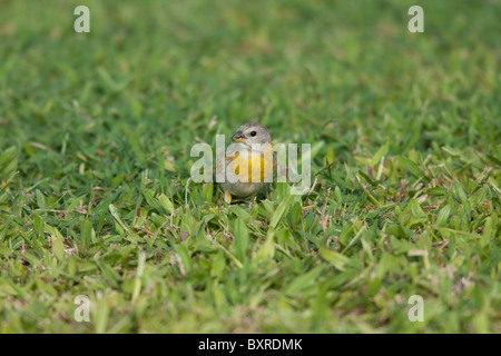 Sicalis flaveola Finch (safran), l'alimentation des femmes dans l'herbe. Banque D'Images