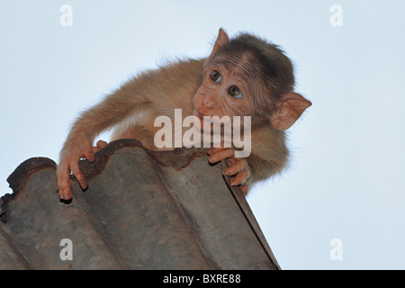 Un curieux Bonnet Macaque (Macaca radiata), juvénile à Matheran, Maharashrta, Banque D'Images