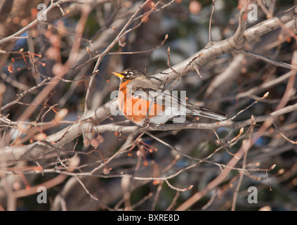 Male Merle d'Amérique Turdus migratorius par temps de neige, perché à bush. Albany, New York. Banque D'Images