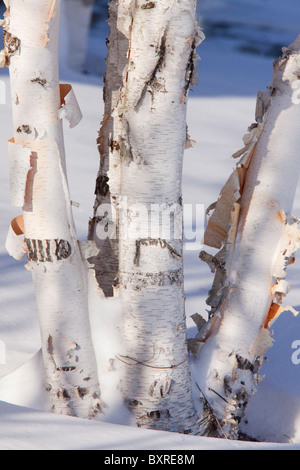 Le bouleau à papier, également connu sous le nom de American bouleau blanc et bouleau, Betula papyrifera Canoë ;/re-taillis cultivés troncs sur neige Banque D'Images