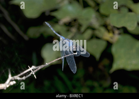 Flux noir glider (Trithemis festiva) Ajivali, Pune Banque D'Images